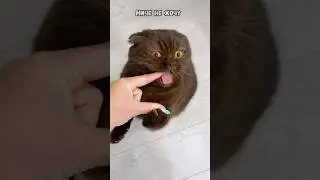 Я работать не хочу 