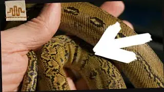 BEFORE You Buy a Super Dwarf Reticulated Python [What you NEED to know]