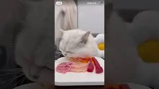 Кот обжора