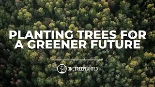The Tree Planting Charity That's Reforesting the Globe | One Tree Planted