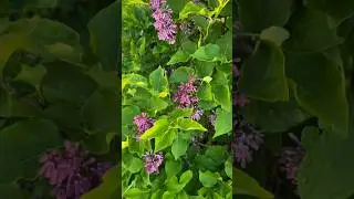 Let's propagate some purple lilacs