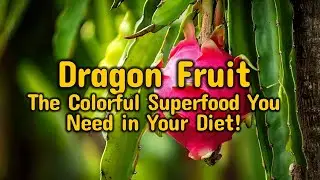 Why Dragon Fruit is the Next Super food?