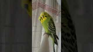 This will make your budgies happy | Budgie Singing, Budgie Sounds