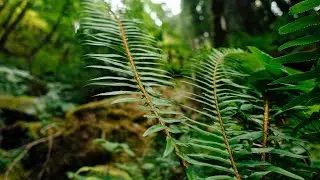 Hiking eagle creek trail into Washington (Episode 20 of our PCT thru hike)