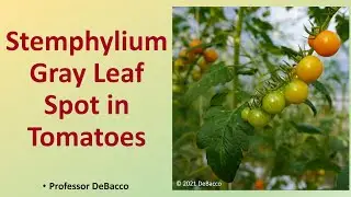 Stemphylium Gray Leaf Spot in Tomatoes