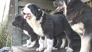 Ukrainian dog kennel Alabaev was evacuated to Russia