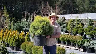 Fascinating Conifer Tour: Unique Species That Thrive in the South!