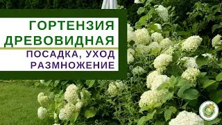 ГОРТЕНЗИЯ ДРЕВОВИДНАЯ - посадка, уход, размножение