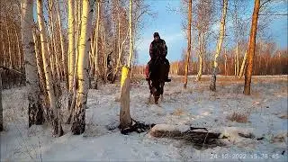 Солонец работает. Косули ходят.