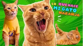 COSAS QUE HACE MI GATO que hace que sonría... ♥️🐱