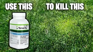 TENACITY HERBICIDE ~ PRE / POST EMERGENT ~ HOW TO ~ APPLICATION GUIDE ~ KILL CRABGRASS SUPPRESS POA