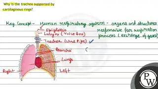 Why is the trachea supported by cartilaginous rings?