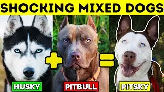 TOP 10 MIXED DOG BREEDS