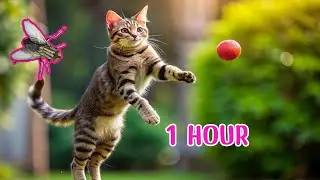 😺CAT GAMES l Cats vs. fly Ball on wall: Endless Fun 1 Hour (VIDEOS FOR CATS TO WATCH)