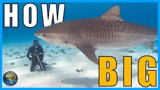 How Big Can Tiger Sharks Get?