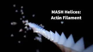 Mash actin - double helix