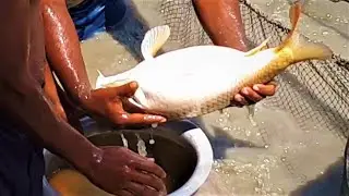 Beautiful Red Color Healthy Carp Fish Catching | Unbelievable Traditional Net Fishing Videos