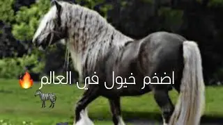 شاهد وتعلم اسما الخيول الضخم | شاهد اضخم 5 خيول في العالم 😱🐎🔥.