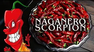 Сверхострый перец на органике. Naganero Scorpion.