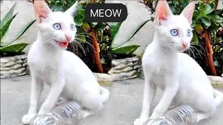 Sweet Cat Meowing Sounds | Cat Sound Meow | Cat Voice