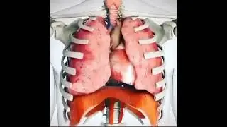 This is How your lungs and heart moves during breathing