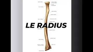 LE RADIUS