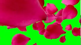 Rose flowers romantic pink romance   Green Screen Video
