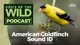 Episode 20: American Goldfinch – Voice of the Wild