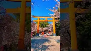 【Japan】 Hirano Shrine /平野神社 It was a beautiful shrine with cherry b soms