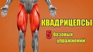 МЫШЦЫ НОГ. КВАДРИЦЕПСЫ. 5 БАЗОВЫХ УПРАЖНЕНИЙ