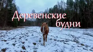 Щенки уехали к новым хозяевам. Жизнь на хуторе.