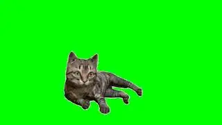 Green Screen Cute Kitten video effects