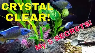 My Secrets for Crystal Clear Pristine Aquarium Water [A Fish Floating in Air Aquarium]