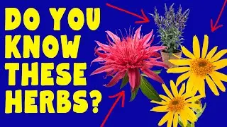 10 Amazing Lesser Known Herbs - Rare herbs