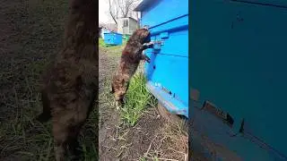 Кошеня й бджоли | Знайомство