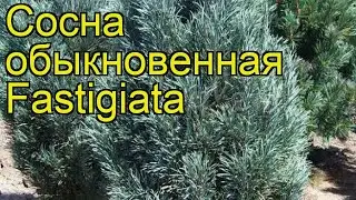 Сосна обыкновенная Фастигиата. Краткий обзор, описание характеристик pinus sylvestris Fastigiata