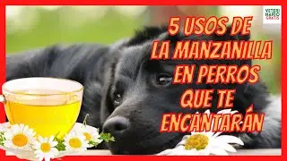 5 REMEDIES WITH CHAMOMILE FOR DOGS 🌼 WITH ANXIETY, FLEAS, TICKS, DIARRHEA...