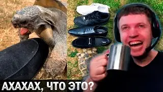 ПАПИЧ 🤣 ОРЁТ С ЧЕРЕПАХИ! 🐢 «Я ТАКОГО ЕЩЁ НЕ ВИДЕЛ!» / Папич Смотрит Видосики