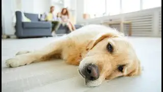 🐶 50% of Vet Visits Are Due to This Issue With Dogs