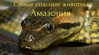 Самые опасные животные.Амазония.