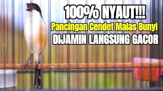 SUARA CENDET GACOR COCOK BUAT PANCINGAN CENDET MALAS BUNYI