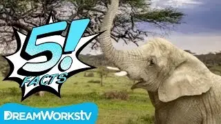 5 Facts about Elephants That Will Blow Your Mind! | 5 FACTS