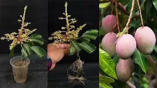 Simple Method Grafting Mango Tree With Onion In A Glass of Water Grow Fast Quickly