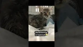 Маленькому котёнку необходима помощь🆘️🙏🏼 #кот #cat #животные