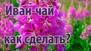 Как сделать Иван чай - полная версия \\ How to make Koporsky tea (Ivan tea) from Fireweed