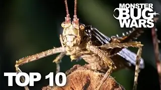 TOP 10 BUG FIGHTS | MONSTER BUG WARS