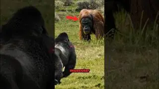 Orangutan VS Gorilla Meet in The Wild! #shorts