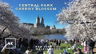 Central Park - Cherry Blossom walking tour, New York City, Manhattan 4K