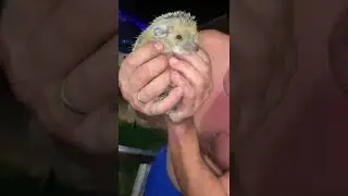 ёжик укусил парня за нос 