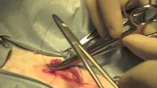 Feline Open spay